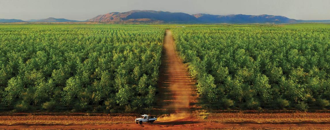 Tropical Forestry Services - NT Sandalwood